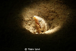 Snooted moray eel by Yoav Lavi 